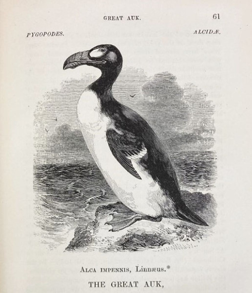 William Yarrell – Scientist of the DayWilliam Yarrell, an English naturalist, was born June 3, 1784.