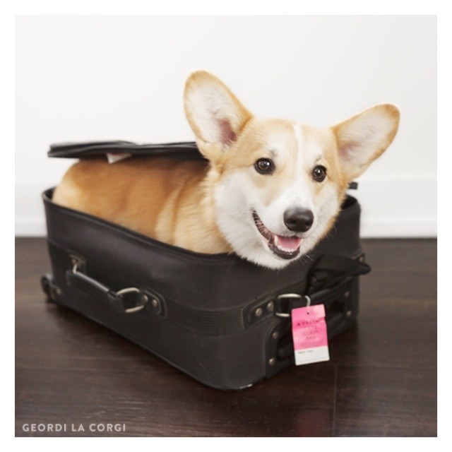 geordilacorgi:  My humans seem to think they can go on a vacation without me… I’ll
