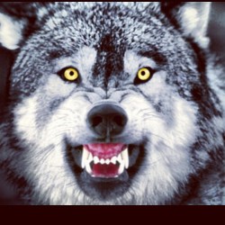 #wolfwednesday up in this bitch. #awhooo