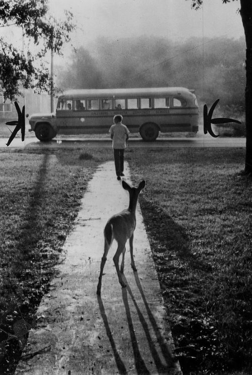 neverdriveinrussssia:   The pet fawn of Brad Curry of Galesburg, Michigan, watches him depart from home every morning on his schoolbus, 1960. 