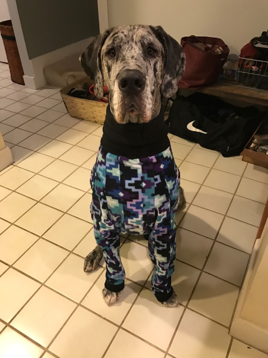 fat-mabari: localrose:  localrose:  my sister’s great dane doesn’t fit into store-size doggy clothes so someone custom made flannel pj’s for her and now i’m crying  an update: they are Good Pajamas  This is why I keep my tumblr account folks.