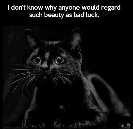 rebelrocker14:  nyxandriadracos:  catsbeaversandducks:  Black Cats are Good Luck