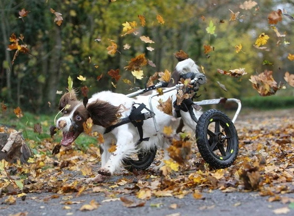 thecutestofthecute:  In honor of Autumn coming soon, here are some happy dogs that