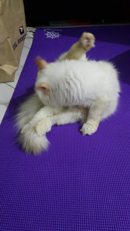 iiiiiiden:I just recently bought my first yoga mat and guess who’s the first to use it for str