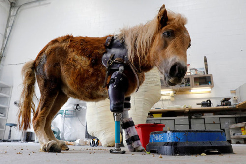 sixpenceee:Meet Angel Marie, the three-legged pony who lost her leg after her mother accidentally st