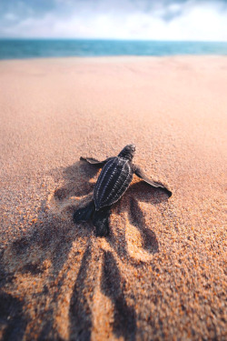 lsleofskye:Puerto Escondido, Oaxaca | emmet_sparling