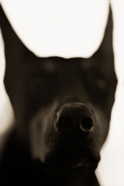 Likeafieldmouse:  Henry Horenstein - Domestic Great Dane - Canis Lupus Familiaris