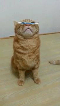 sizvideos:  Cat balances a Q-Tip on his Nose (Video)