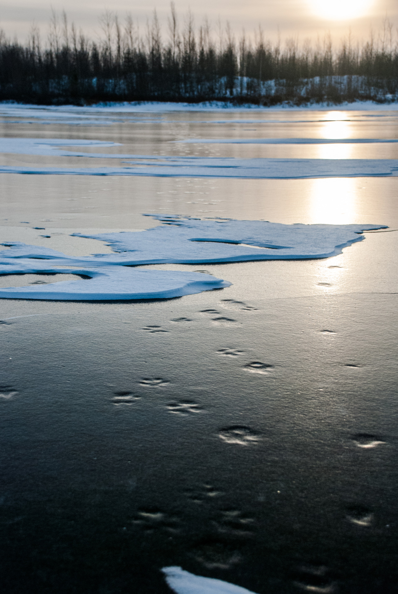 jeanpolfus:  Fox tracks imprinted on the ice of a small lake near Tulit’a, Northwest