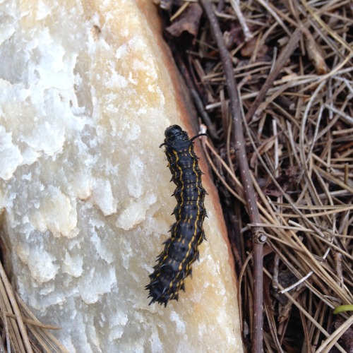 In case you were curious, yes, Fallie still loves insects. 