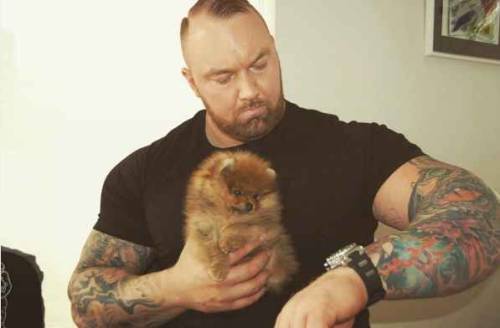 squeeful: optimysticals:  kilomonster:  lepetitdragon:  princeofbellehair:  ithelpstodream: Hafþór Júlíus Björnsson has a tiny puppy named Asterix and it’s amazing. whoever did this, thank you.   I am all about this…  What makes this even better