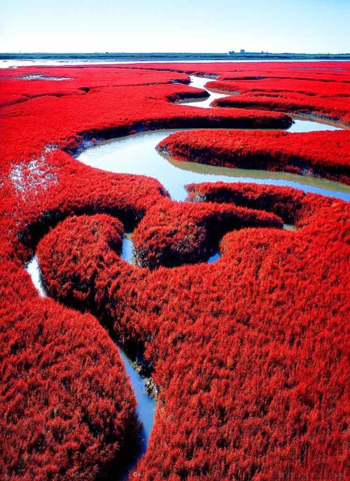 Red beach in Panjin, China