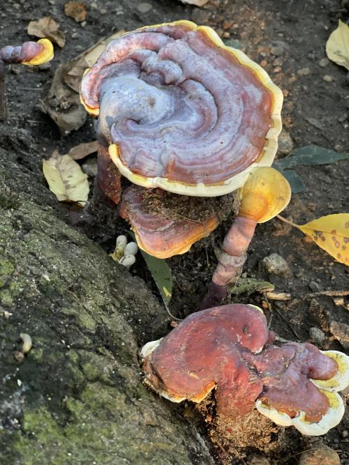 Stunning yellow reishi, Ganoderma curtisii