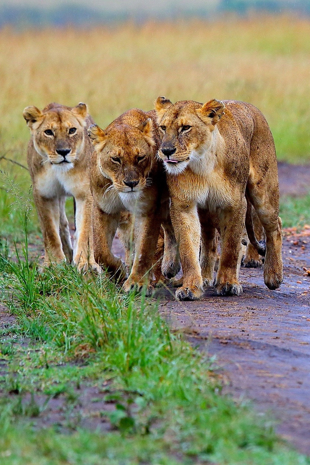 robert-dcosta:  Lion Family || © || Robert D’Costa ||