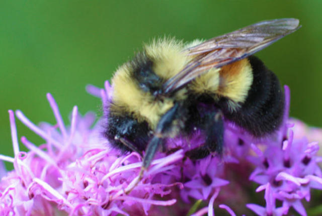 mentalflossr:  A Bumble Bee May Soon Be Added to the Endangered Species List The