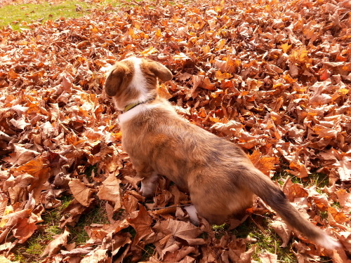 thefrogman:  grootisintothetrees:  Groot at 12 weeks playing in leaves.  This corgi is named Groot. Groot is very cute. 