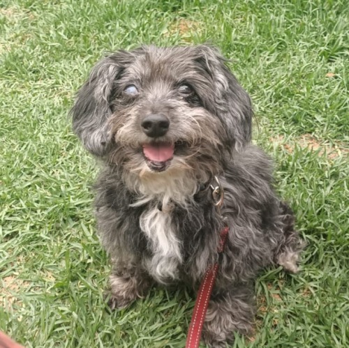 Miserably, Our Dog Louis Collapsed And Was Found To Have Cancer Last Monday, The Same Day There Was An