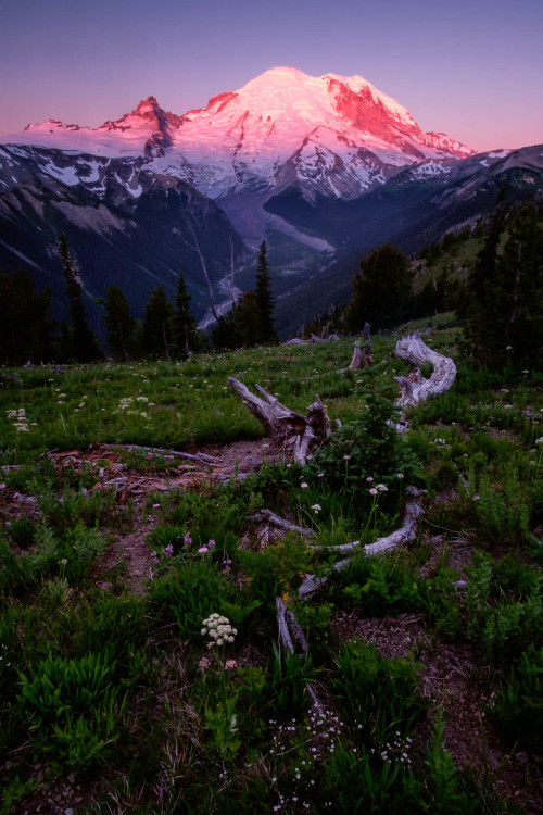 expressions-of-nature:Mount Rainier National Park, Washington by Bala Sivakumar