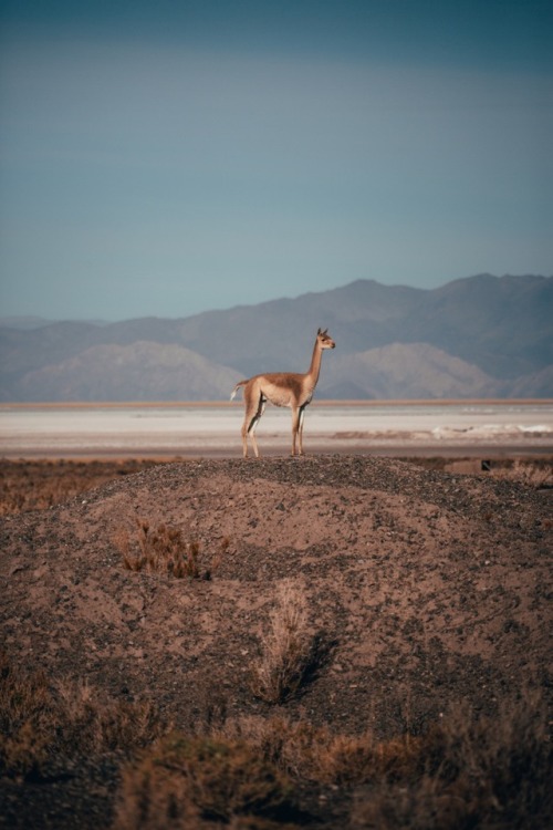 bokehm0n:Argentina throwback.