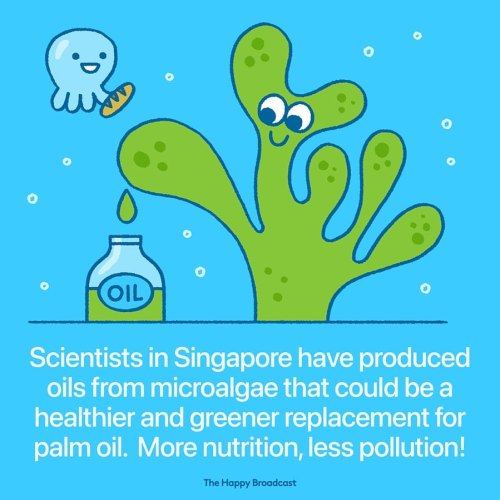 thehappybroadcast:As the oils produced from the microalgae are edible and have superior properties t