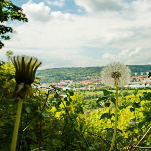 marcel-and-his-world:Blow me away. Flieg mit mir fort.Dandelion and view of Jena. May 2017.