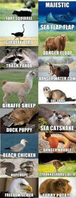 sixpenceee:   The scientific names for some common animals.  