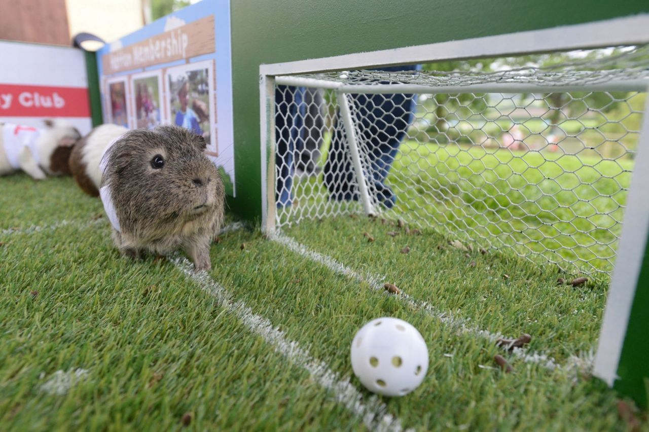 guineapiggies:  (via Birmingham Mail)