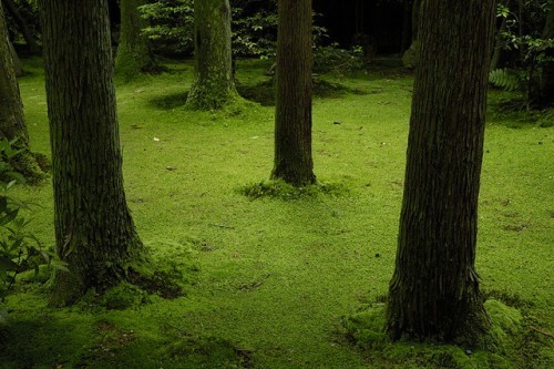 shinjjuku:Ryoanji moss garden.jpg by Zenndott