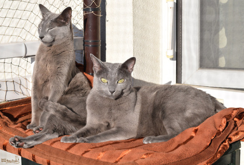 russian blue