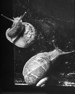 life:  LIFE magazine covered a snail-watching society? Of course they did.  (Hans Wild—Time &amp; Life Pictures/Getty Images) 