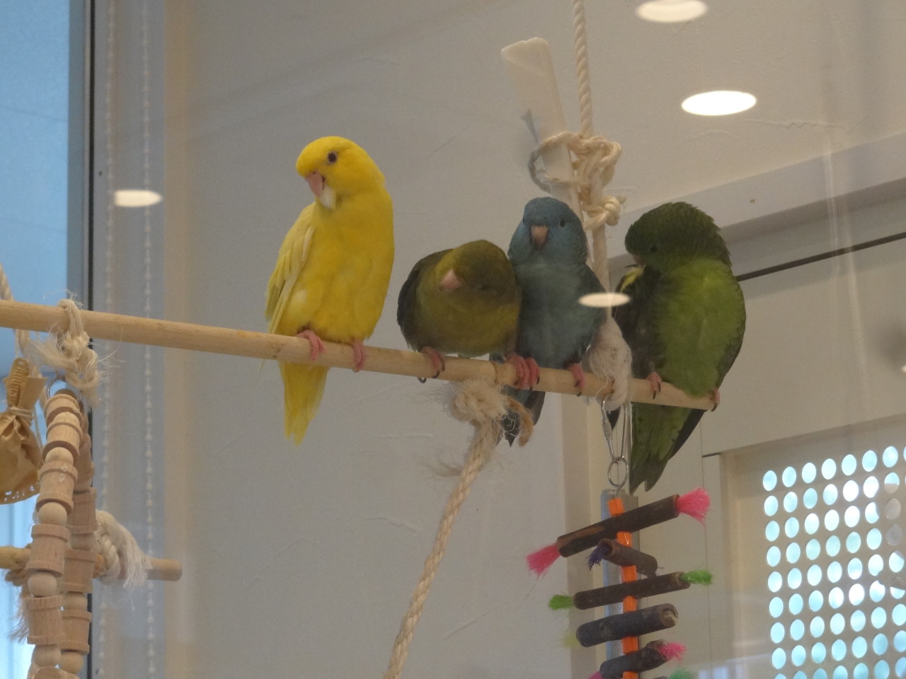 pacificpikachu:  Kotori Café, a bird café in Mitaka. It’s right across the street