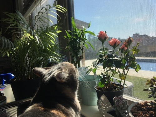 yellowdaasie: I wish people loved each other as much as my cat loves my plants.