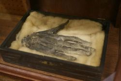 xostie:  The Hand of Glory is the dried and