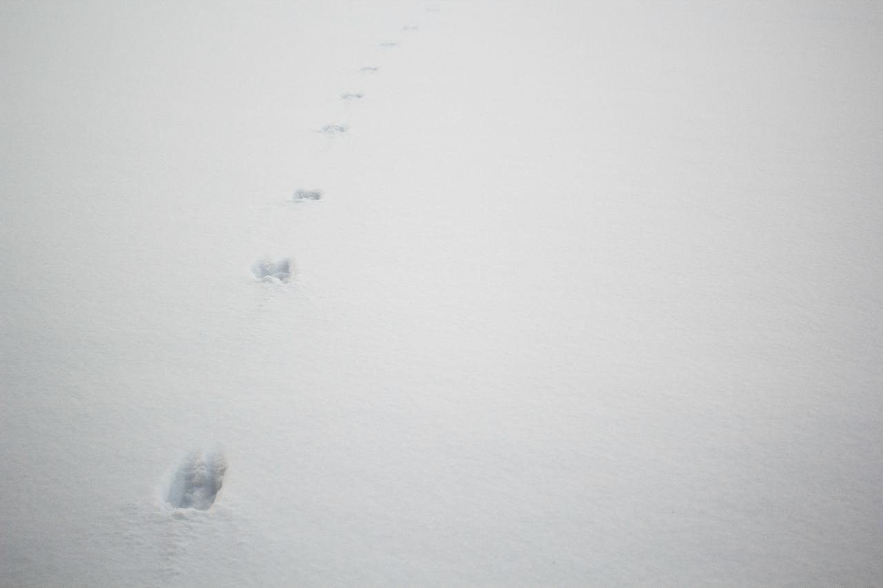 forndom:  Vandrare I, II, III, IV, V© Forndom