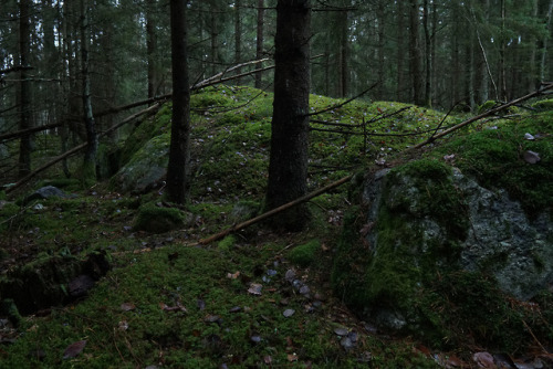 swedishlandscapes: Finally the rain stopped so I went hiking in the forest today.