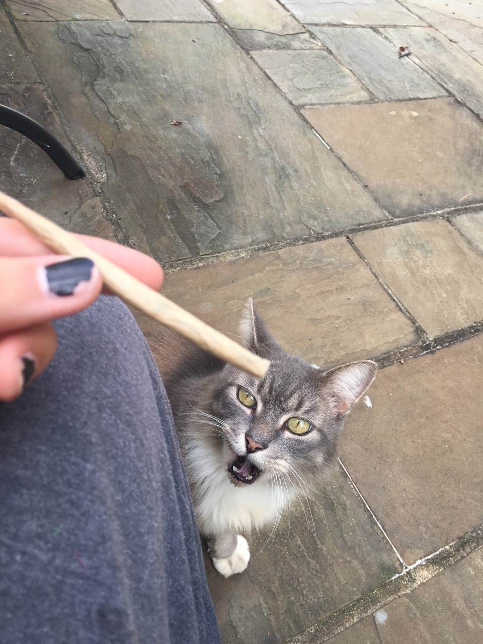 smokemeowttt:  Cat friends