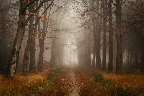 radivs:  Autumn Forest Captures by Oer-Wout  1 | 2 | 3 | 4 | 5 | 6 