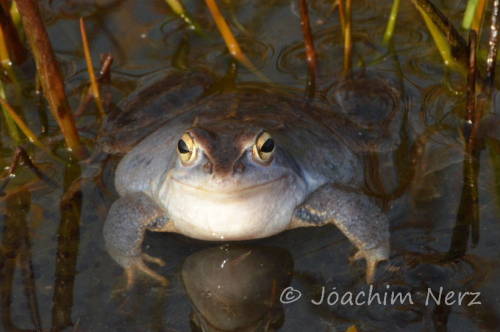 toadschooled:Male moor frogs [Rana arvalis] patiently waiting for females to arrive to their breedin