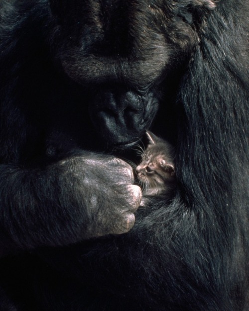 niebieski-guziczek:Koko the gorilla holds a kitten, 1985 Ronald Cohn