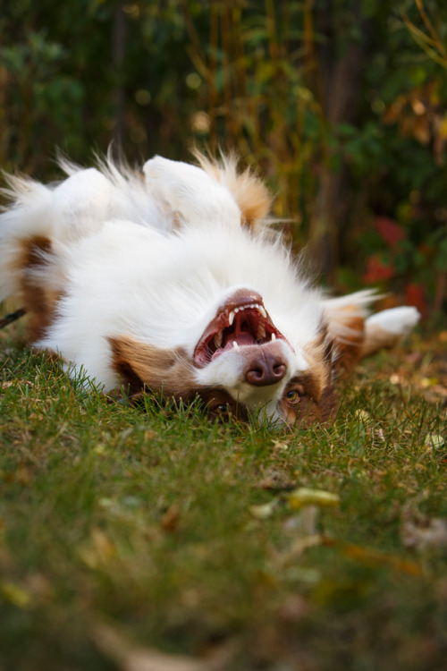  Australian Shepherd.via barbaraobrienphoto2015day.tumblr.com