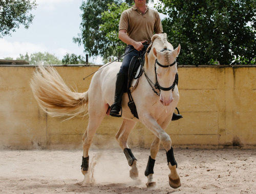 forests-in-neverland:  This great looking stallion is 4 years old and about 164cms.  He is  strong and bold be easy to handle from ground and calm to ride.  Has a  playful character in bull fight training/dressage doing lateral work and  basics.  He