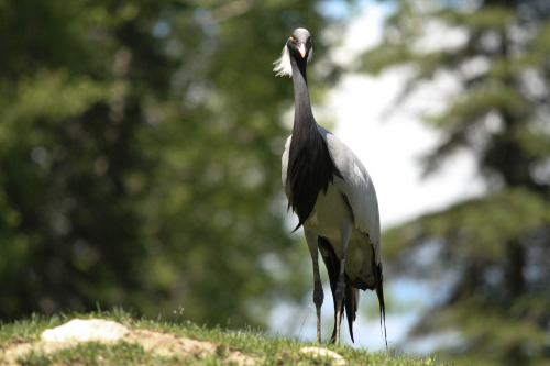 Demoiselle Crane (Anthropoides virgo) &gt;&gt;by Jessica Boulianne (1|2)