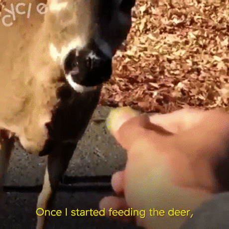 aintnosuchthingastoothick: thetrippytrip:   Viral Deer-Feeding Teen Kelvin Peña