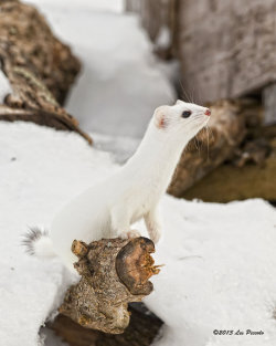 magicalnaturetour:  Short-Tailed Weasel 5 by Les-Piccolo