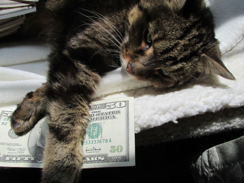 pairofplants: You’ve been visited by the money cat! Reblog for a future full of money!