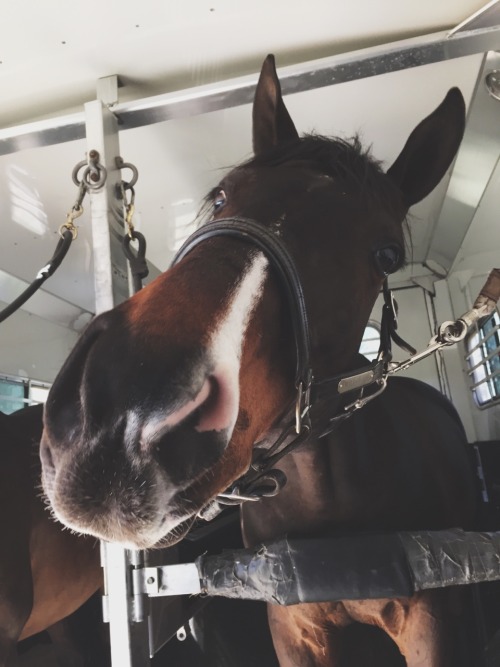 jumper-bitch:  grey-gelding:  let’s just say I really really really love this horse  he’s really really really cute tho  I love love love that face marking