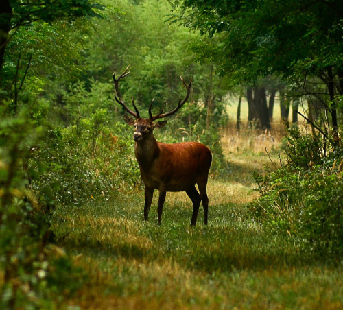 creatures-alive:  Deer by István Horváth 