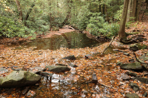 vandaliatraveler:Late October scenes from the virgin hemlock forest along Little Laurel Run. An exte