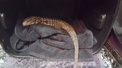 calleo:To the person who dumped this tegu to die in the Wisconsin winter: Fuck you. I’m pretty sure 