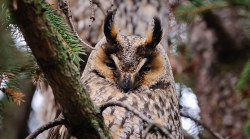 rorschachx:  A long-eared owl (Asio otus), near Budapest, Hungary | image by Zsolt Czegledi 